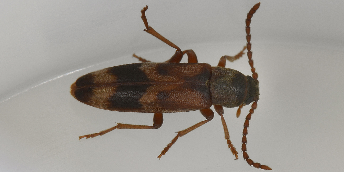 Hypulus quercinus - Melandryidae